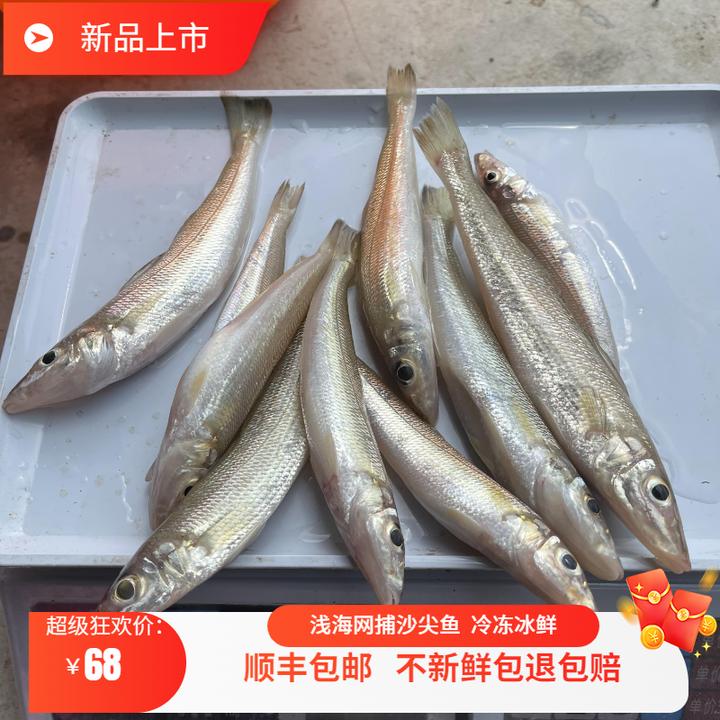 阳江南海渔场海鲜新鲜沙丁鱼沙锥鱼冷冻冰鲜