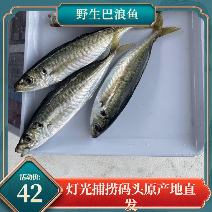 阳江本港海鲜野生巴浪鱼池仔鱼顺丰包邮