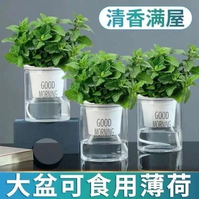 新鲜薄荷叶迷迭香苗西餐香料香草室内好养驱蚊植物薄荷盆栽可食用