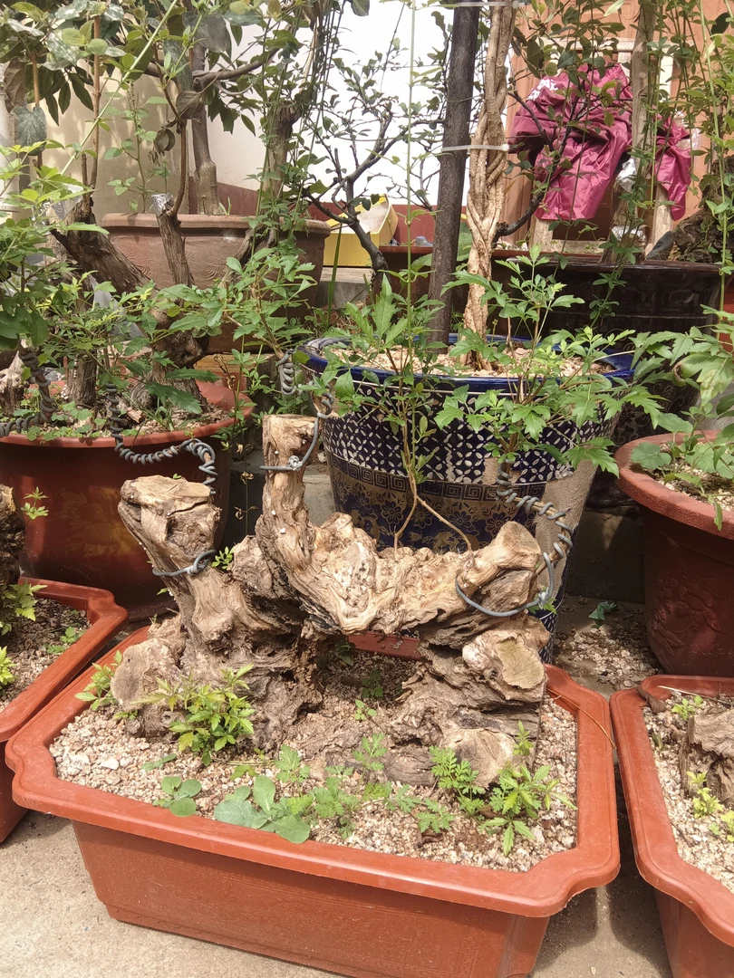 精品盆景欢迎新朋友加入