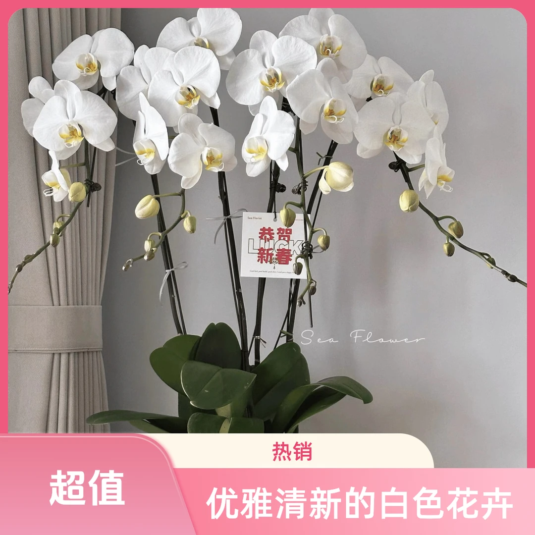 蝴蝶兰【小白龙】高级色系高端室内办公室送礼艺术花型耐高温好养
