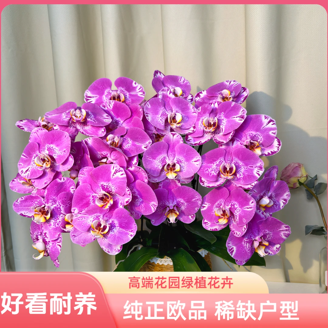 蝴蝶兰【藏宝图】粉色大花型艺术组盘高端花园绿植花卉室内礼品花