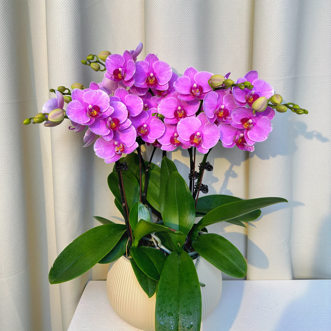蝴蝶兰【紫蝶】粉色花精致组盆好看耐养高端轻奢摆设卧室办公桌送人