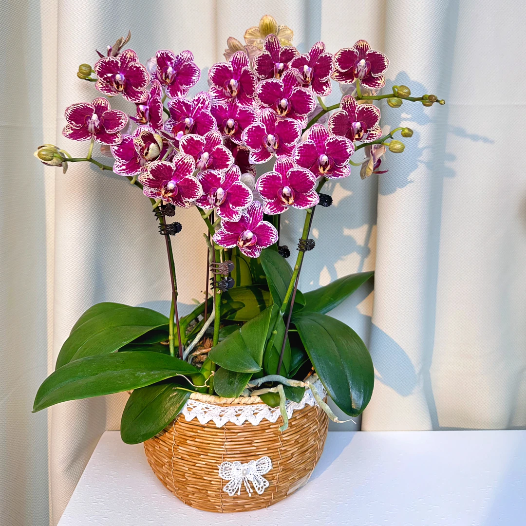 蝴蝶兰【可乐】新手可养喜阴耐旱花期长稀有花色室内桌面高端花卉