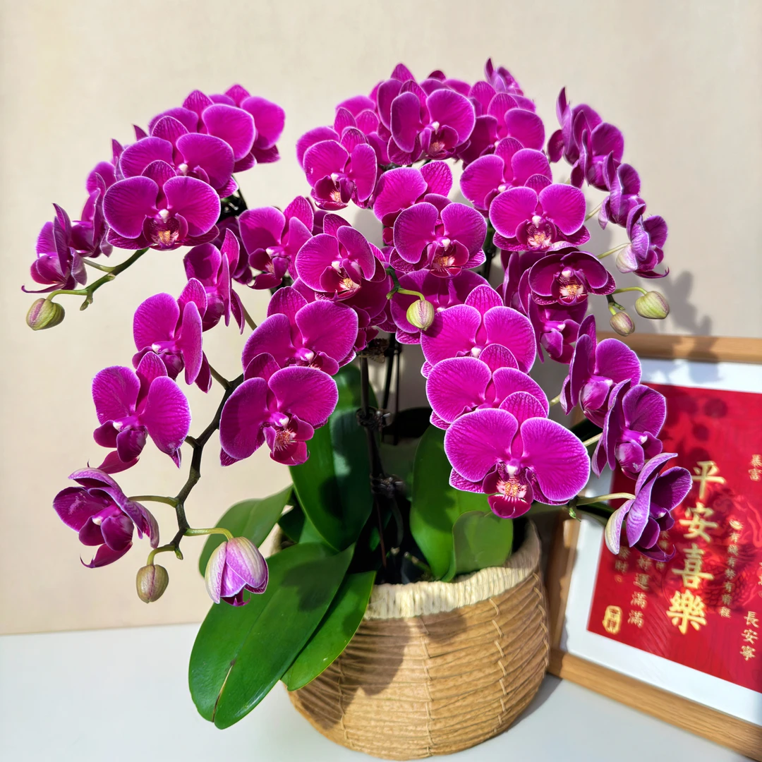 蝴蝶兰【红酒】酒红色花系 鲜花 基地发货 绿色美观 室内花型