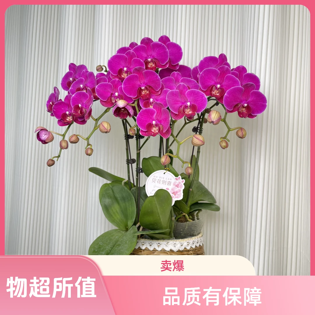 蝴蝶兰【红豆衫】红色系四年老苗优质绿色美观好养耐寒耐热送人送礼