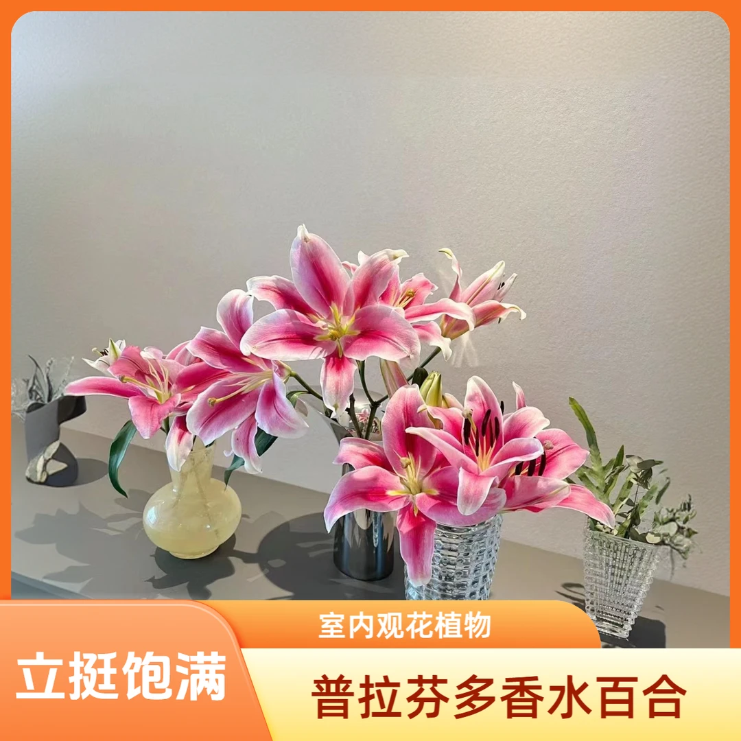 普拉芬多大单瓣鲜花香水百合粉色室内包邮