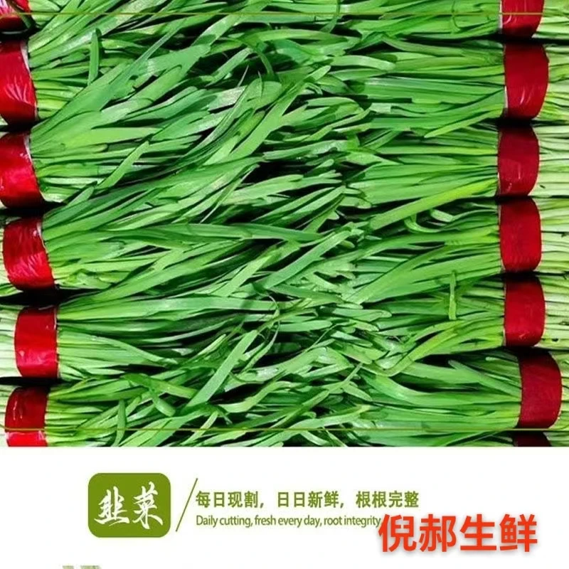 【顺丰包邮】原产地新鲜不泡水嫩韭菜现割包邮新鲜速发