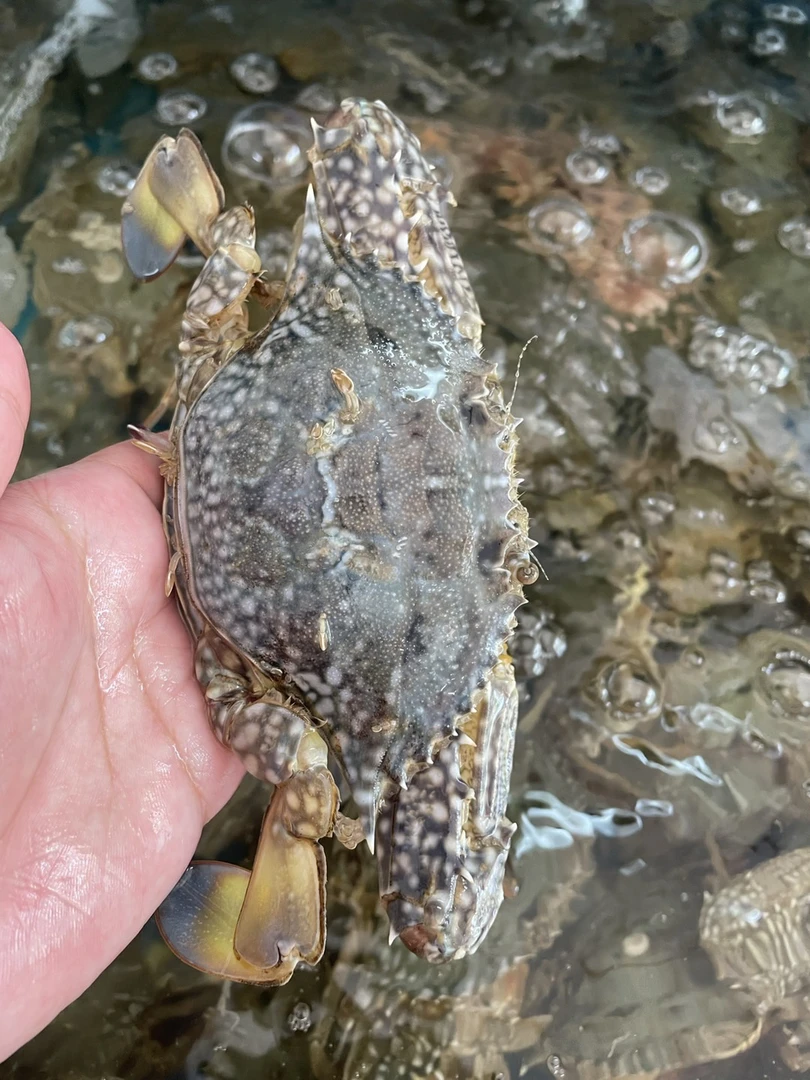 【中母兰花蟹】现捞现秤,2.5两左右一只,活活打氧发货,包鲜不包活