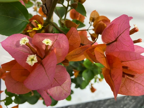 三角梅 宝老橙的花色是橙粉色 也叫大花粉橙 是从大红这个品种变