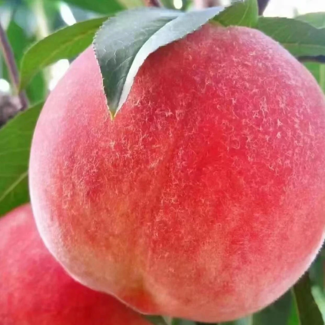 全国包邮平谷大桃绿化九桃子黄桃夏日水果当季热卖油桃水果水蜜桃