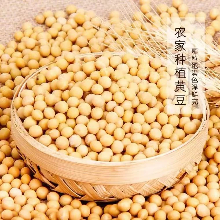 【大豆包邮】东北农家大豆豆浆优质芽豆营养饱满黑土地农家种植黄豆