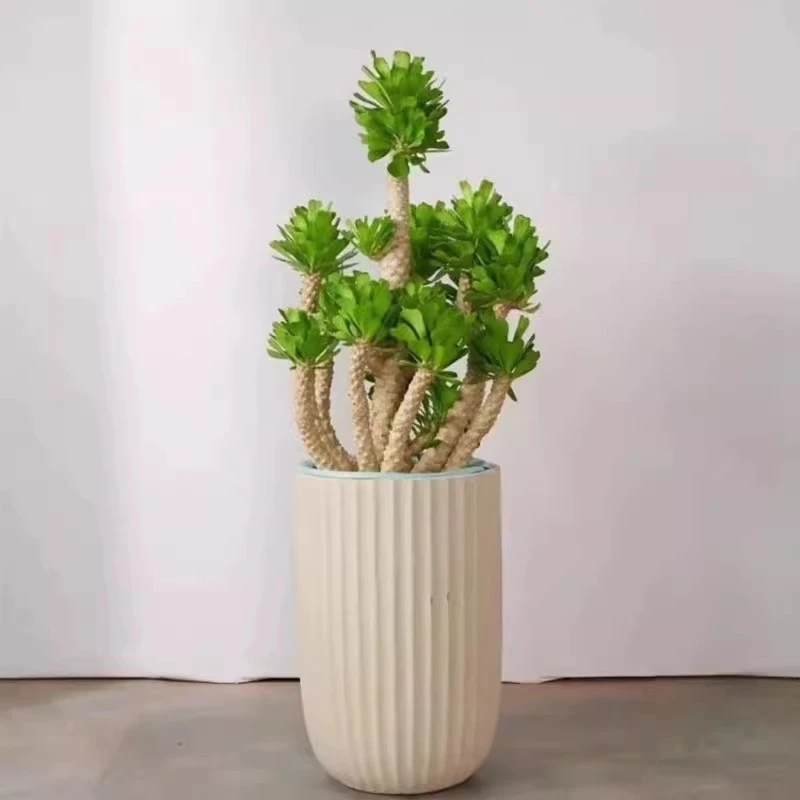 网红扇贝麒麟锦多肉室内大型绿植耐高温夏季好养庭院好养景观植物