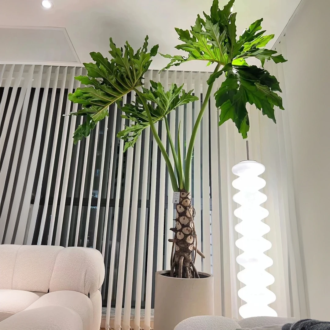 春羽大盆栽龙血树龙鳞春雨老桩植物室内外四季常绿观叶大绿植