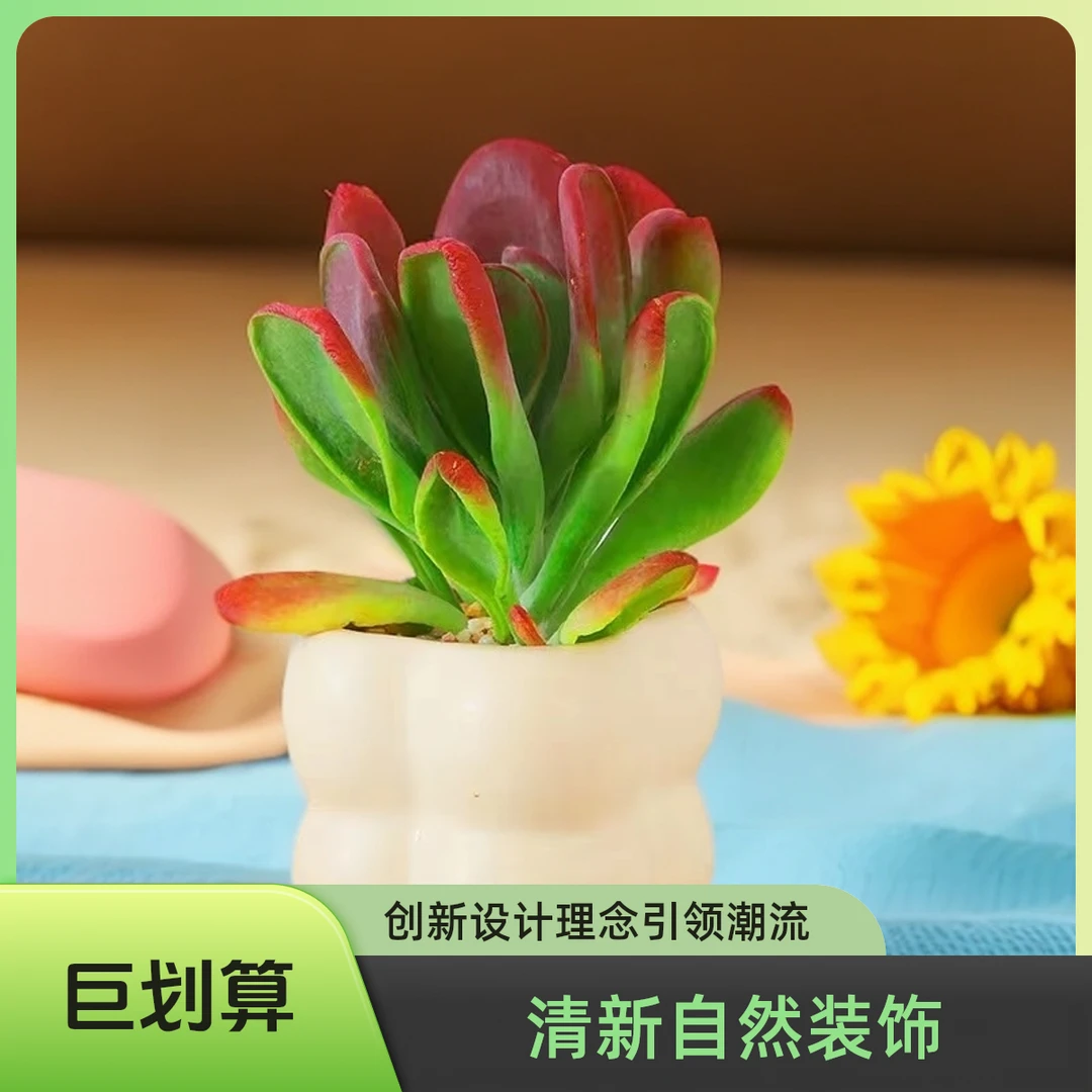 【冬日市集】九尾火狐狸 新手必备 居家必备绿植盆栽多肉植物