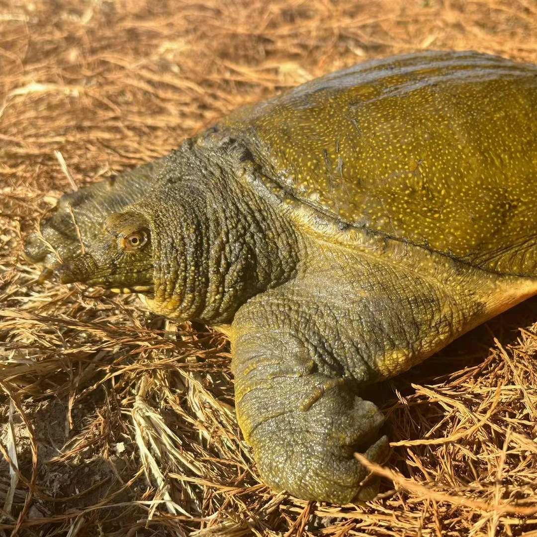 浙江嘉兴产地直发外塘生态鲜活母甲鱼