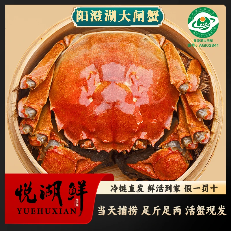鲜活苏州阳澄湖大闸蟹塘蟹公3.5两  母2.5两  8/10只礼盒装