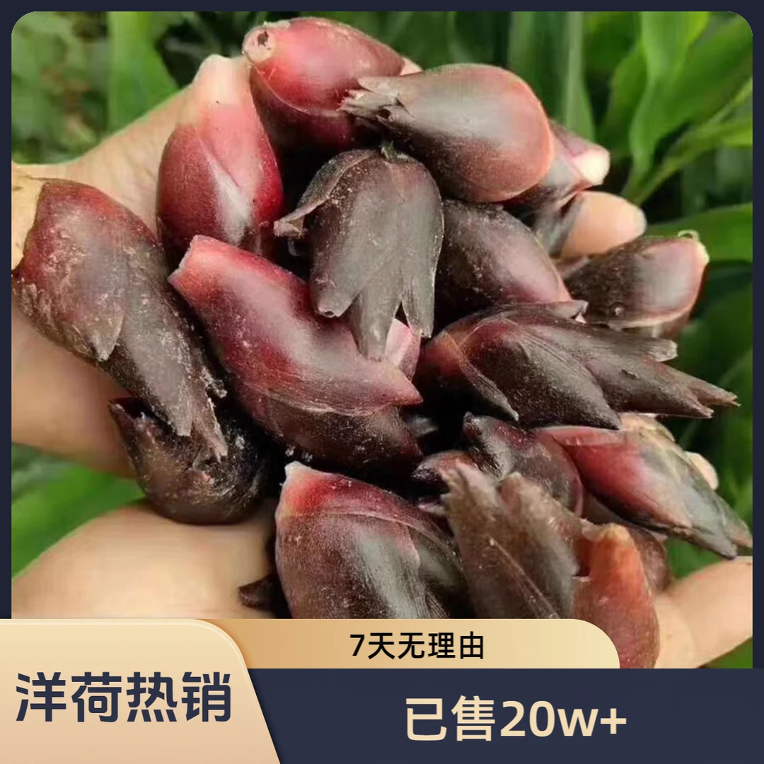 阳荷姜湖北恩施洋荷新鲜现挖现发洋河笋阳和洋火阳藿胡嫩农家菜