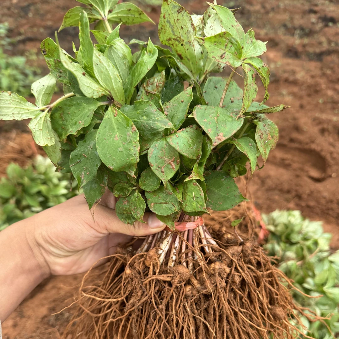 【云南滇重楼苗】矮杆高杆大叶滇重楼 七叶一支花 独角莲三年四年苗