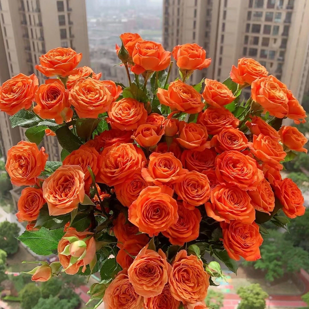 【花小房】橙色芭比多头玫瑰（云南基地直发）一单也包邮拒收不售后