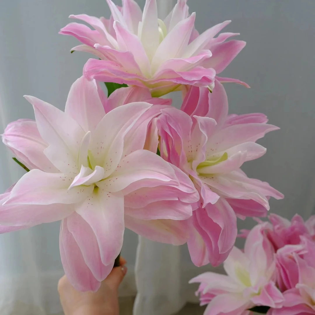 【花也甄选】莲花皇后重瓣百合（云南基地直发）高端百合拒收不售后