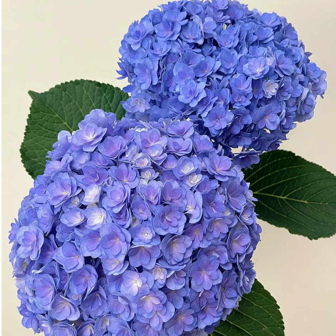 【浪漫七夕节】重瓣海蓝绣球（云南基地直发）拒收不售后干净温馨新鲜