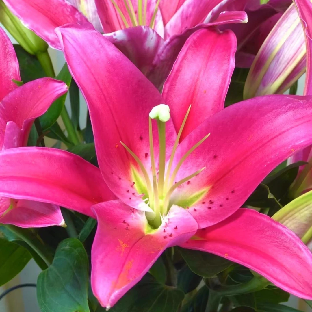 【花也甄选】双A西诺红多头百合（云南基地直发）养护 干净 新鲜 温馨