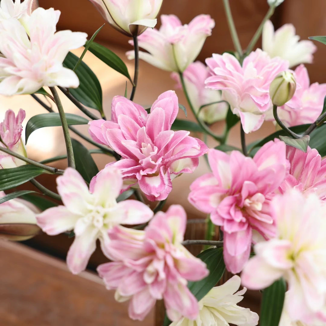 【花也甄选】莲花之镜重瓣百合（云南基地直发）拒收不售后 温馨 质量