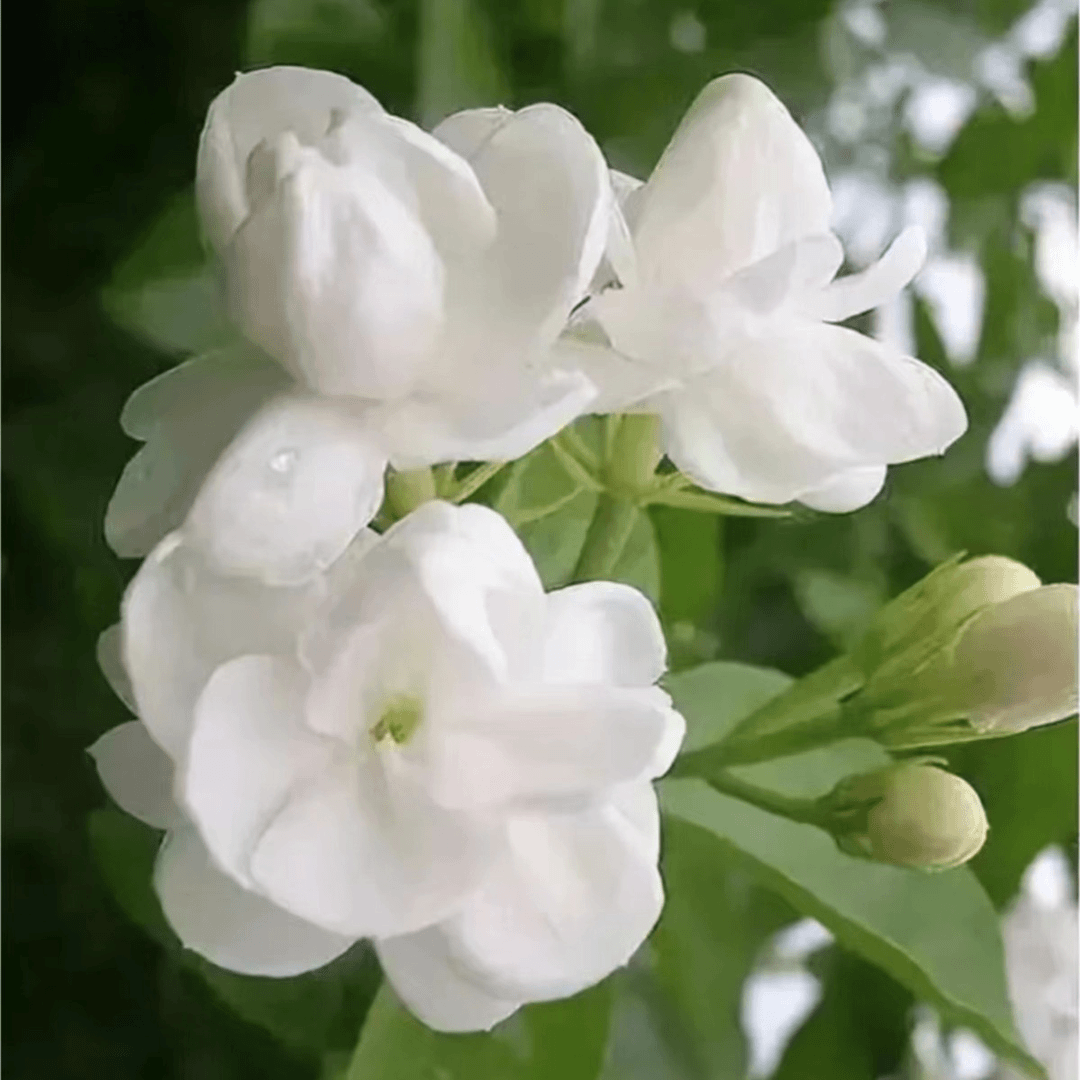 【花也甄选】白色带香味茉莉花茉莉（云南基地直发）拒收不售后
