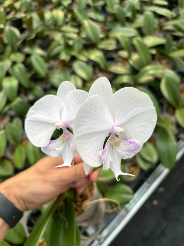 曼塔安汶高端蝴蝶兰3.5杯大苗花卉无花剑