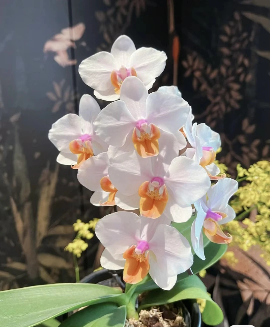 豆蔻年华高端稀缺蝴蝶兰3.5寸杯出花剑