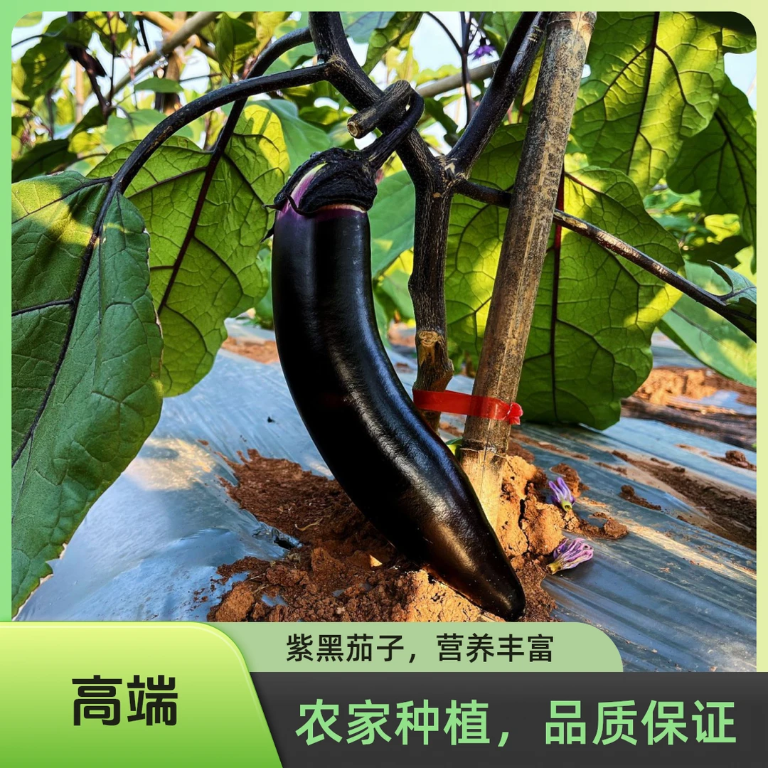 重庆时令蔬菜紫黑茄子农家露天品质健康新鲜现发烧烤茄子