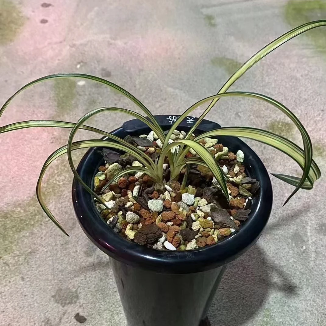 高端新品蕙兰中透艺高端盆栽兰花苗(直播间一物一拍）