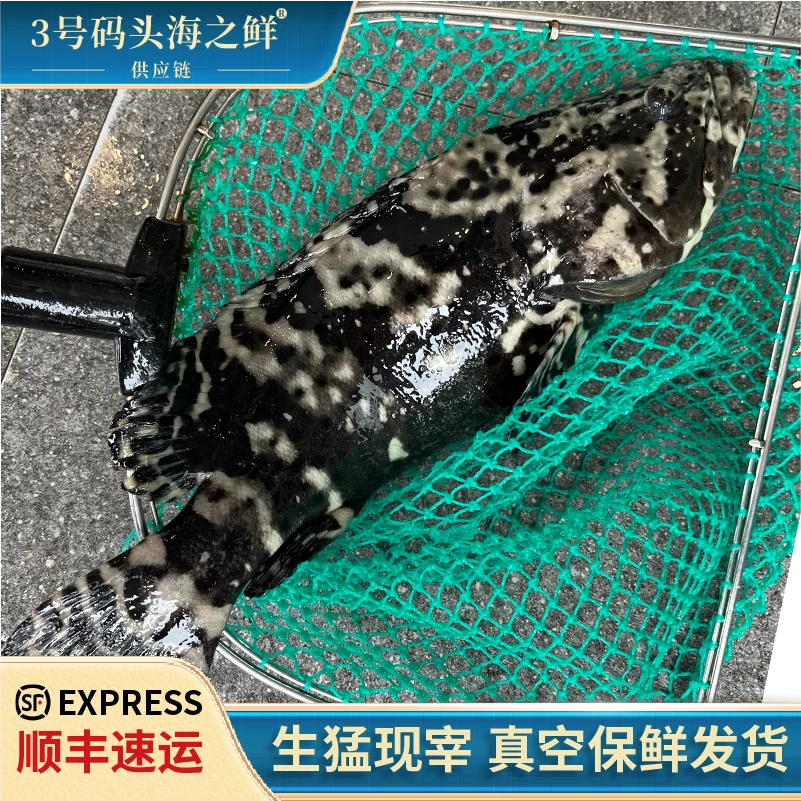 东星斑老虎斑珍珠斑龙趸石斑鱼 优质鲜活 捕捞水产 新鲜去鳞清蒸