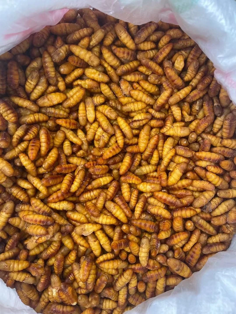 东北金丝蛹 香甜酥脆 速冻发货 二斤包邮顺丰