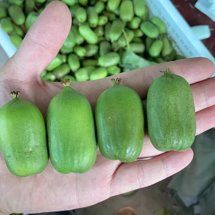 东北野生圆枣子 小猕猴桃 新鲜软枣子 二斤包邮顺丰