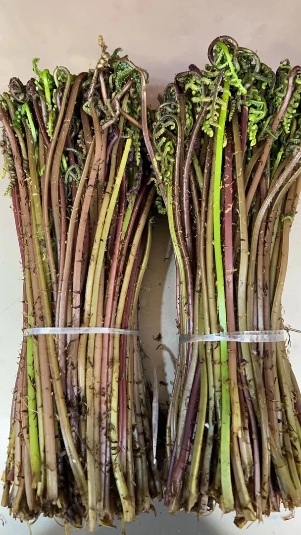 东北山菜新鲜猴腿菜 山野菜500克包邮顺丰