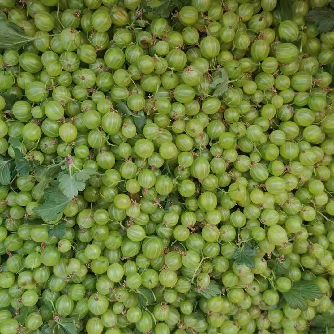 东北 洋樱桃 灯笼果 现摘现卖 酸酸的小时候的味道 一斤包邮顺丰