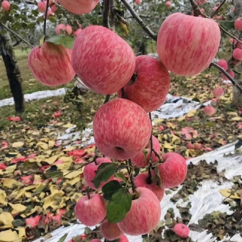 苹果树苗红富士嫁接苹果盆栽地栽南北方种植树苗