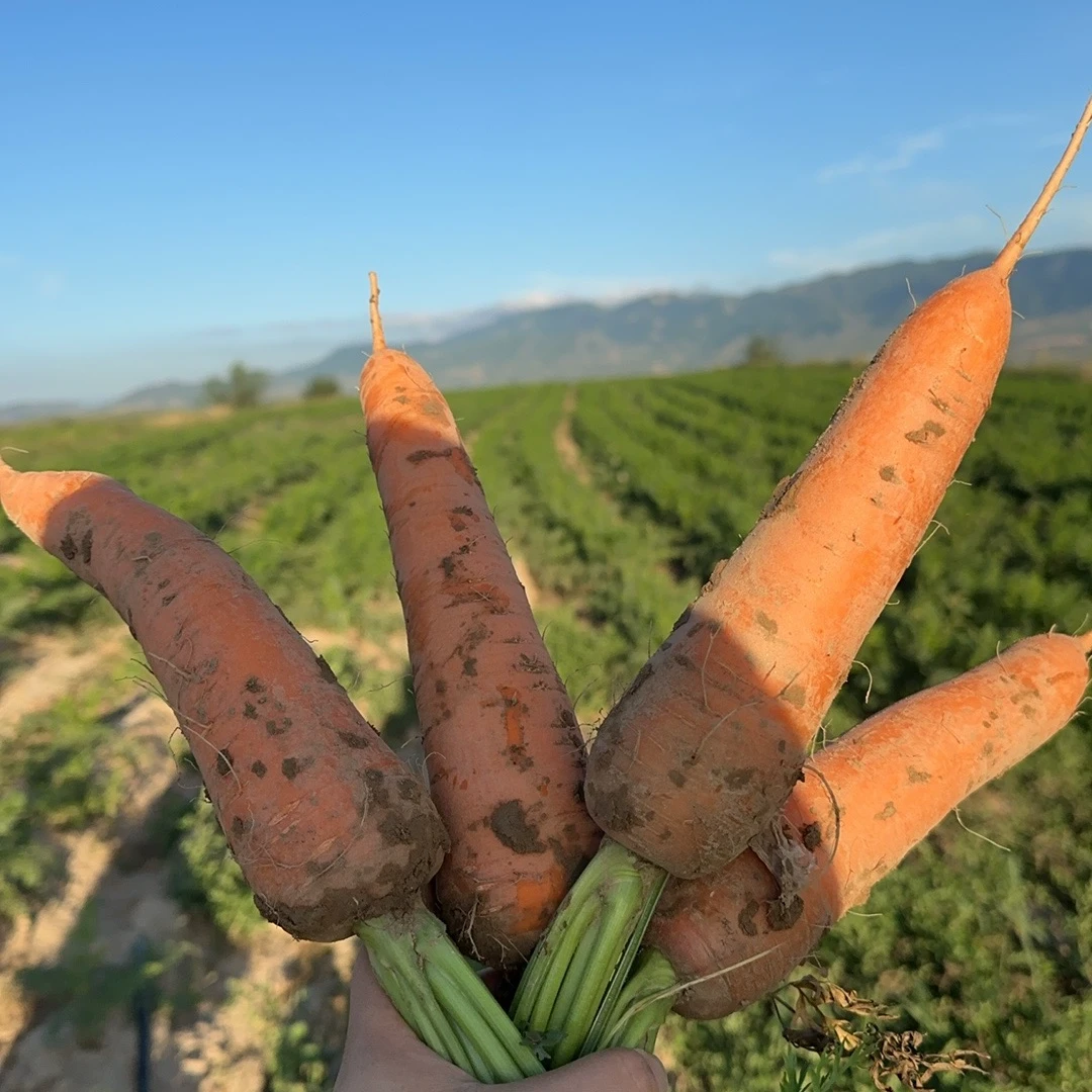 苔山稼源可以榨汁的有机胡萝卜，纯人工拔草，无化肥，无农药，无激素