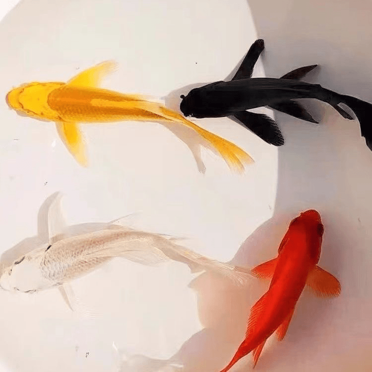 锦鲤  黑彗星 三色养鱼小型锦鲤鱼饲养水族发货活体 多样性发货