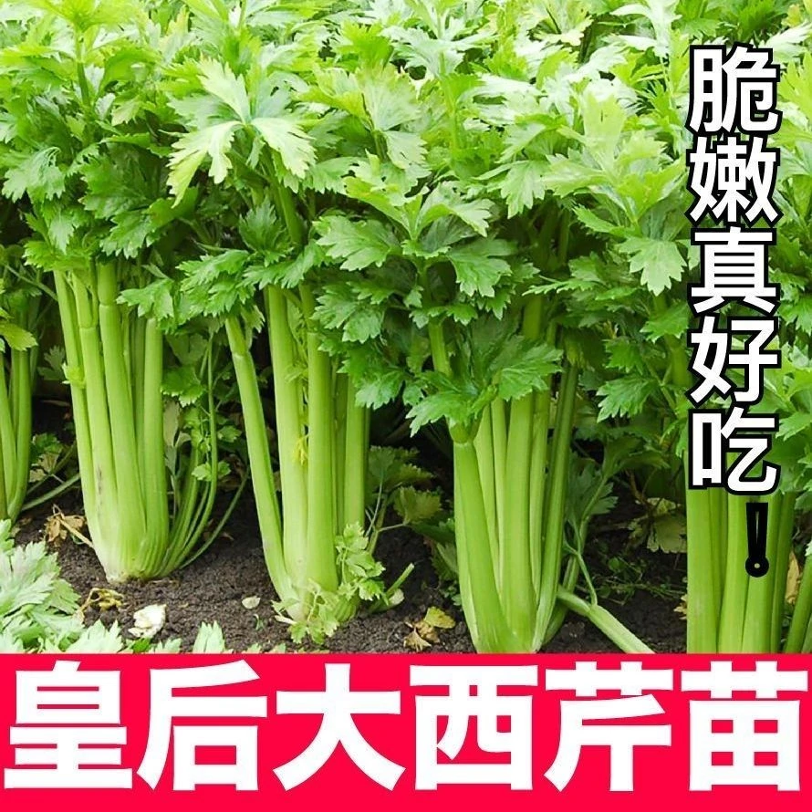 特价芹菜苗四季小香芹苗西芹苗皇后芹菜秧苗四季种植阳台庭院种植