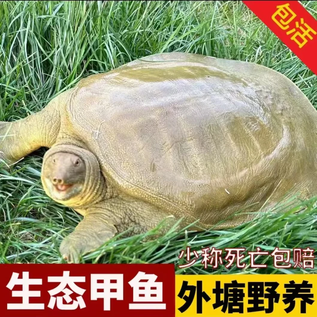 【嘉兴基地直发】2店C套餐3.5-2.5甲鱼组合外塘甲鱼拍一发3包邮包活