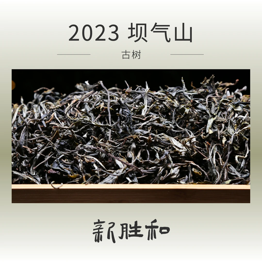 【 坝气山2023古树】春茶 生茶 长期储存普洱茶 临沧散茶 新胜和