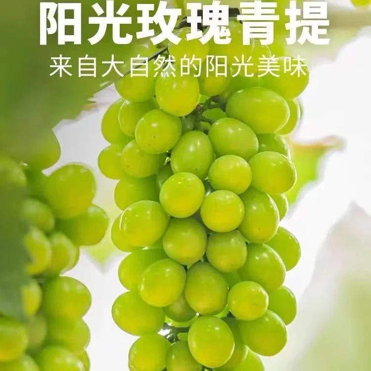 【到手两公斤】阳光玫瑰青提晴王葡萄无籽应季水果新鲜饱满多汁