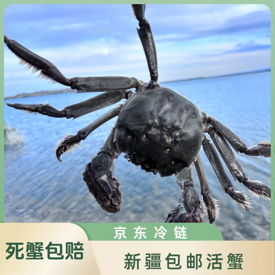 新疆包邮【活蟹】新疆布尔津正宗河蟹，母蟹（1.5-1.8两）,一公斤