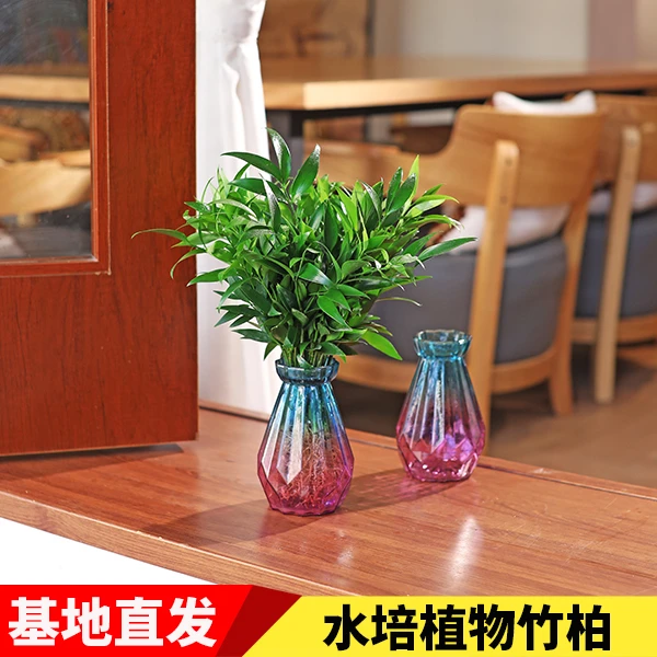 驱蚊竹柏水养土培水培植物室内客厅卧室桌面绿植盆栽花卉四季常青