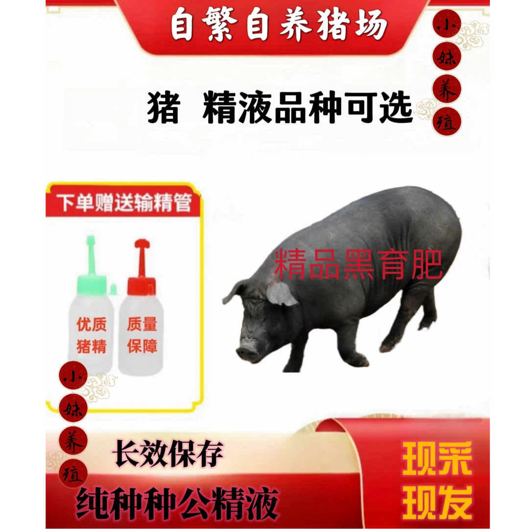 生态黑猪公猪精原种优质猪场精品批发零售一件包邮包对版猪场发