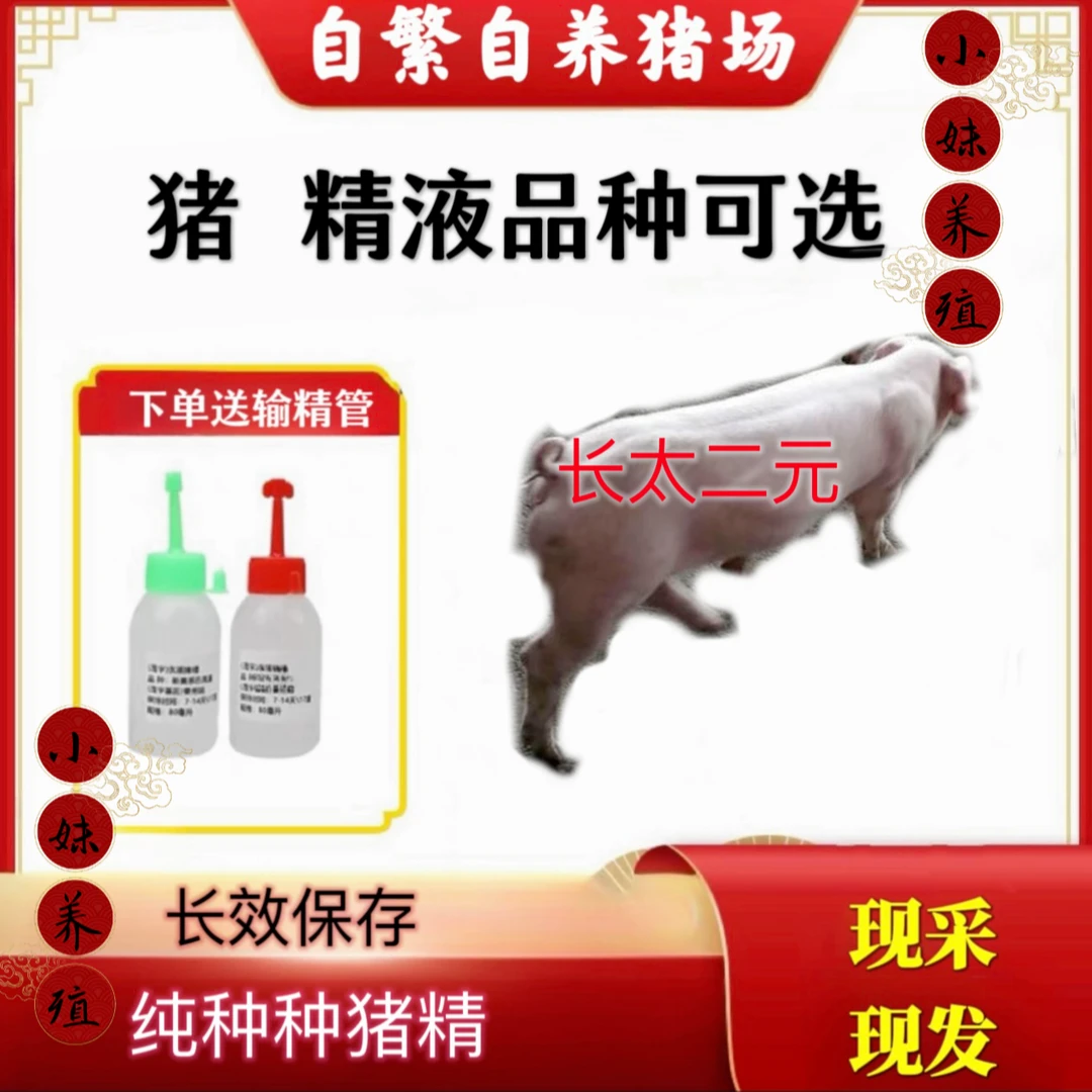 一件包邮包对版生态二元母猪种公猪精养殖户精品发货