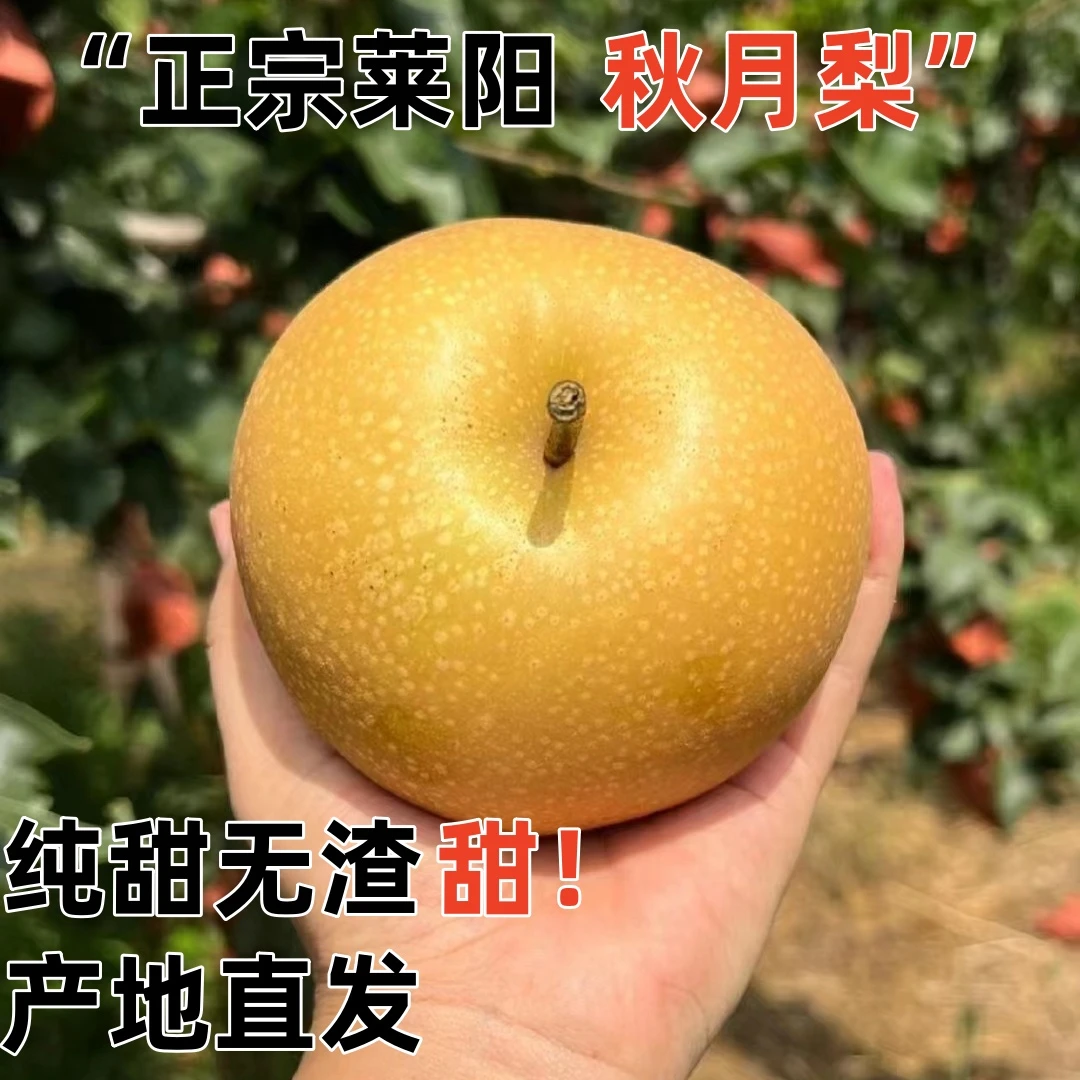 山东莱阳秋月梨脆甜多汁新鲜水果整箱包邮